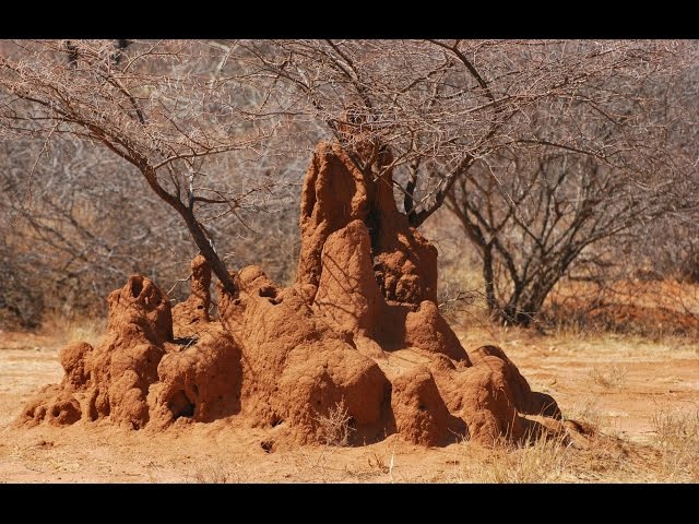 The Animal Kingdom's Most Innovative Construction Engineers