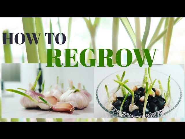 DIY: How to regrow garlic