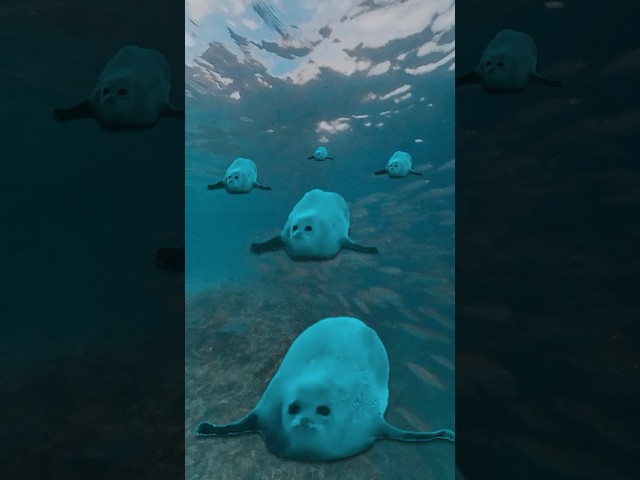 Bouncing Seals! 2025