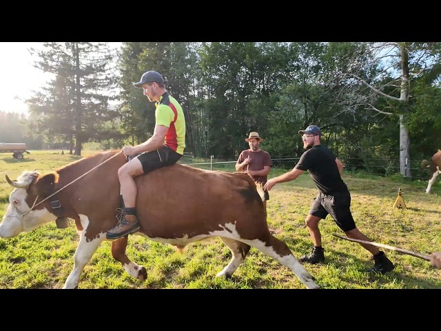 Oxen races Wallgau - Training of the Wallgau riders