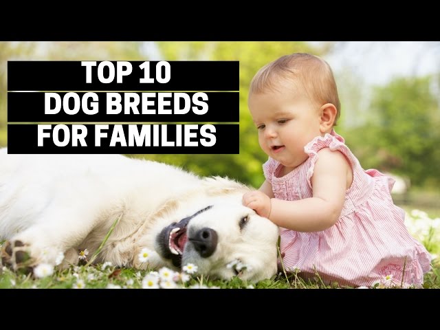 TOP 10 DOGS FOR FAMILIES - Best Puppy Breed For Children