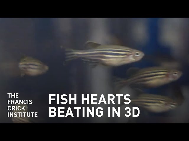 Studying Beating Fish Hearts in 3D