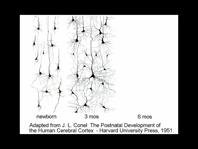 Pediatric Neurologic Exam: Developmental Anatomy