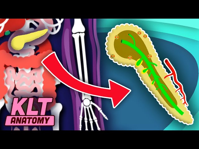 I am YOUR Pancreas! | The Human Pancreas Song | KLT Anatomy