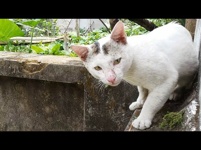Cats  Surprised By Suddenly Look Camera | HD Video
