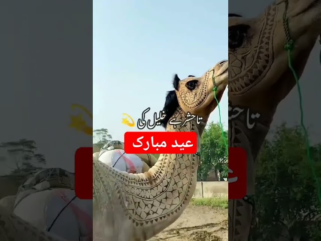 #eidmubarak2023 #shorts