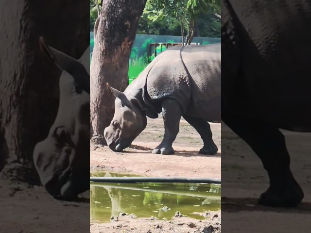 This Innocent Rhino Will Melt Your Heart! 🦏 #Shorts