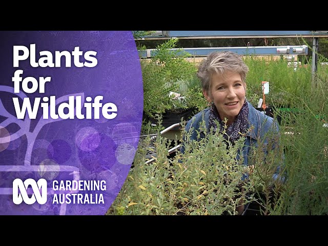 Choosing plants to create habitat for wildlife | Gardening for wildlife | Gardening Australia