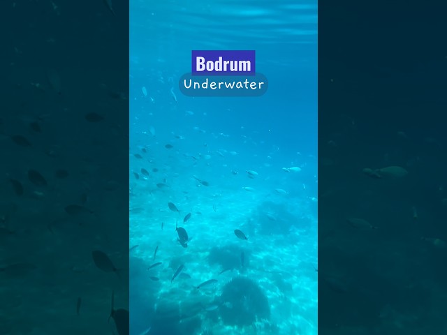 Bodrum underwater footage #Türkiye #Bodrum #Underwater #Sea #Holiday