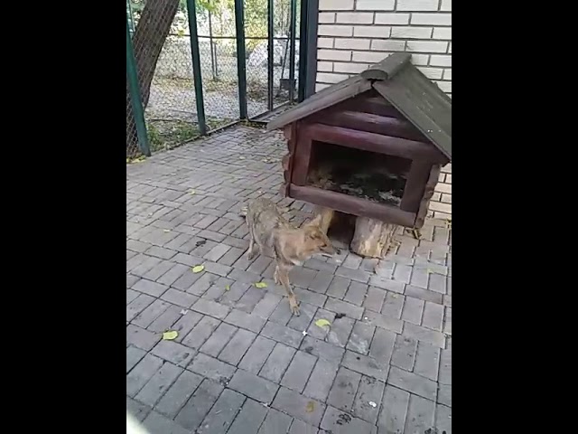 The fox