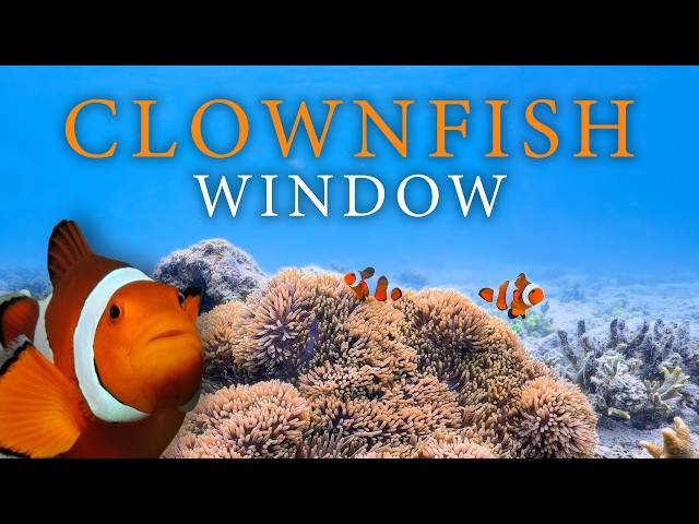 1 Hour Aquarium for Your TV | Clownfish & Coral in 4K