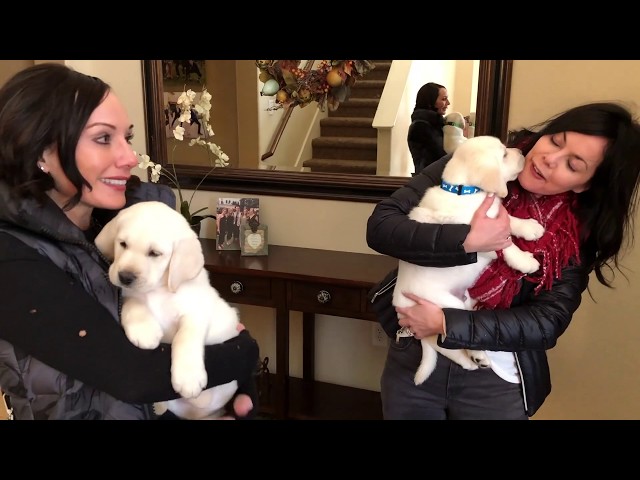 Lab puppies meet their forever families!