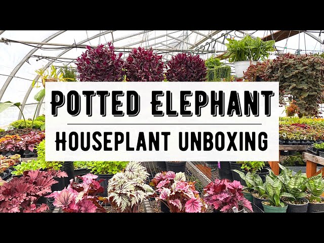 Potted Elephant Houseplant Unboxing