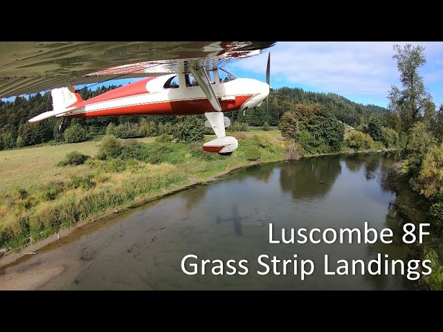 Luscombe 8F Grass Landings | Duvall, WA