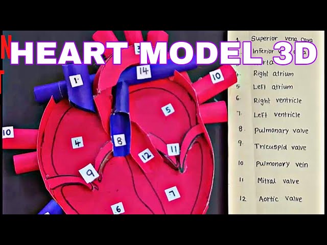 How to make human heart model |  Human heart | structure of heart | Heart 3d model | Heart model