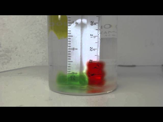 Gummy Bears in Water