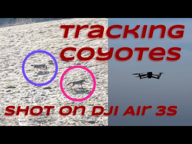 Tracking Coyotes with a Drone, Shot on DJI Air 3S