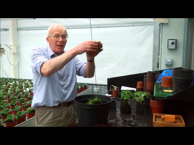 How to Grow Tomatoes in Pots & Containers | Easy Tomato Growing Guide UK