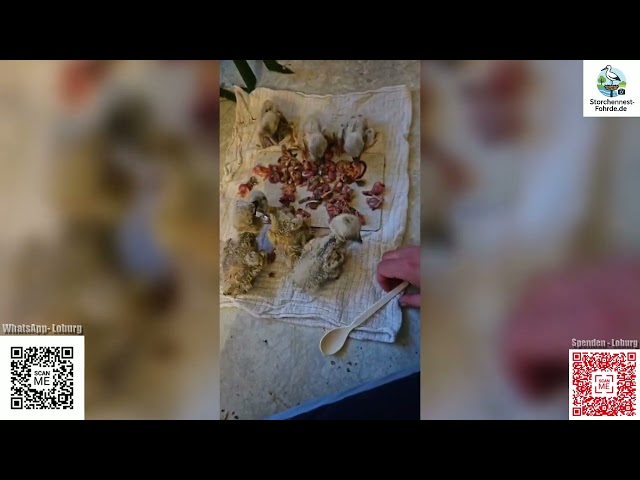 Das sieht hervorragend aus - Alle Kinder fressen selbst! - Storchennest Fohrde - 13.05.2026
