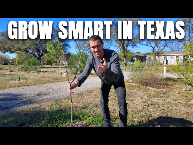 What to Plant in December in Texas (and What NOT To Plant)