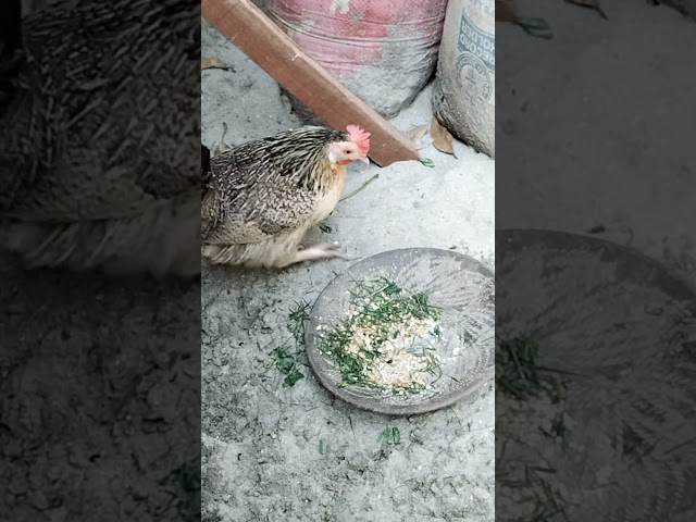 Hen #chiken #foryou #fypviralシ #shorts #ytshorts #hen