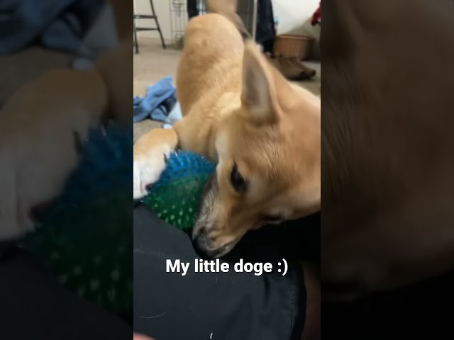 My little Doge | Shiba Inu Puppy