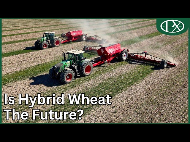 7000 Hectares Drilled, and a First Look at the Future of Wheat