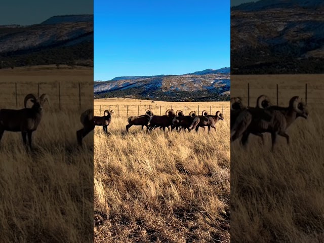Arizona High Desert Bighorns going wherever the @&$! they choose