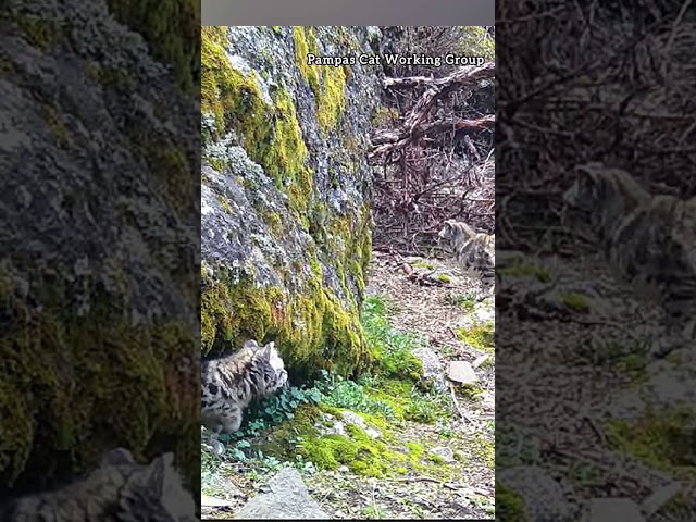 Andean Cat Kitten Cautiously Steps Out Into The Big World!