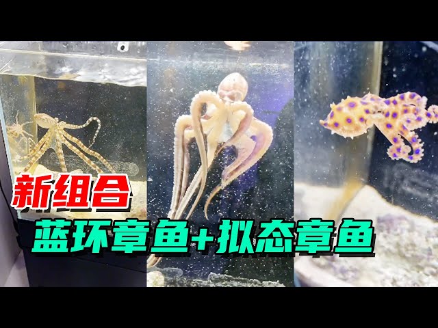Here comes the new blue-ringed octopus, along with a mimic octopus. 【Der's pushy Wang Xiaoguai】