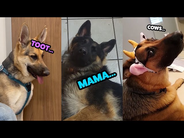 Best Of The GERMAN German Shepherd! #germanshepherd #dogs #pets #shorts