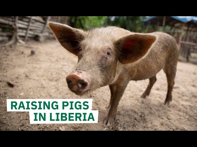 Meet my life saving pigs