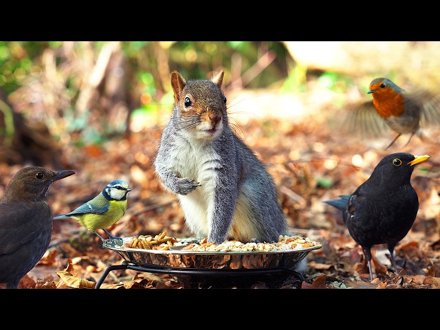 🔴 CAT TV 24/7 🕊️ Birds Eat & Squirrels jump around 🐿️ Videos for cats to watch 4K HDR