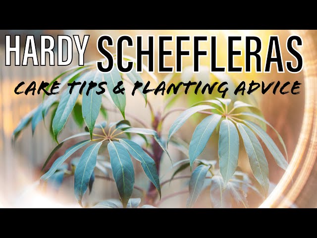 How to Grow Amazing Hardy #Schefflera Umbrella Plants in UK Tropical Gardens - Taiwaniana & more!