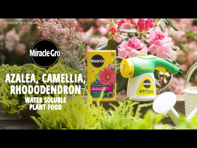 Miracle-Gro® Plant Food Soluble – Azalea, Camellia & Rhododendron & Miracle-Gro® Feeder