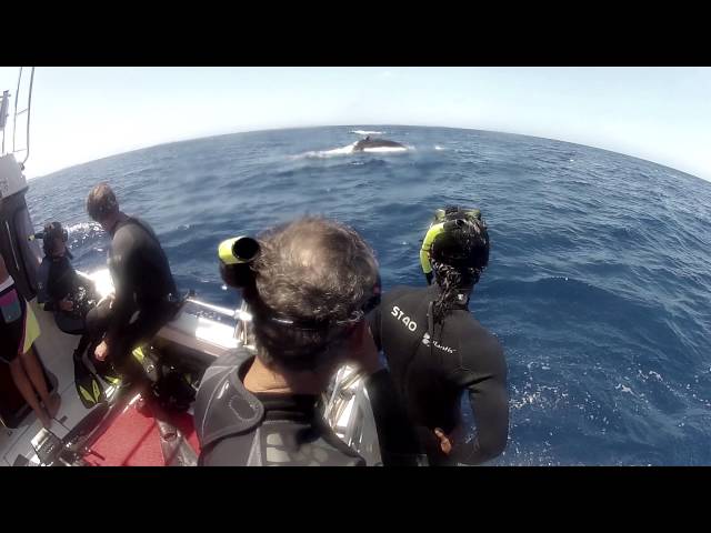 Humpback Whales Film "Behind the Scenes" Tonga
