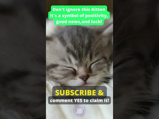Don't Ignore This KITTEN, It's a Symbol of Positivity, Good News, & Luck #positiveaffirmations
