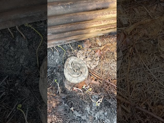 North Georgia Snake Hunting! Pygmy and Timber Rattlesnakes in Habitat