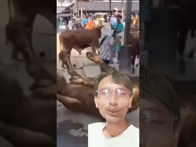 Escape Artist Cow: Not Going Home Yet!