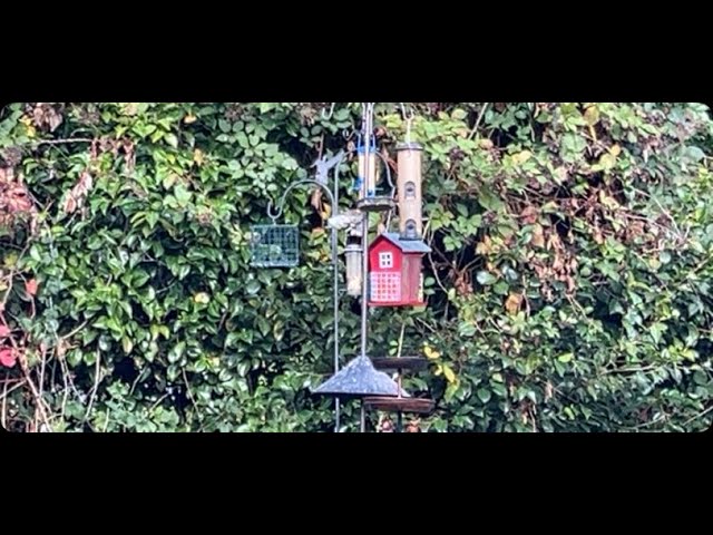 Backyard view birds hanging out on the feeder pigeons bluebirds starlings blackbirds finches + more