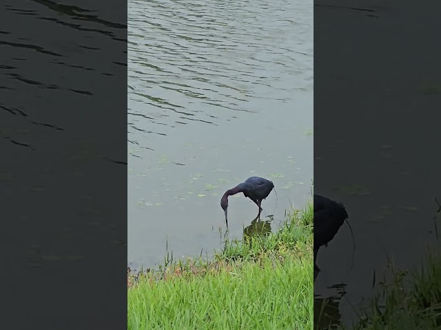Beautiful Baby Blue Heron Hunting for Breakfast