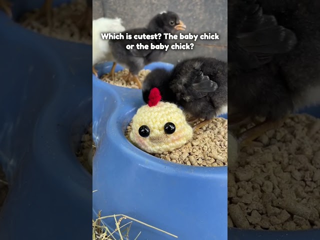 My pick is the baby chick #crochet #crocheting #crochetchicken