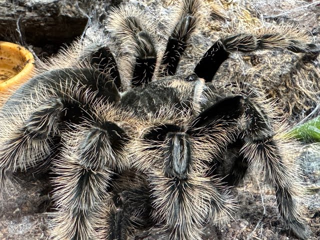 Tlitocatl albopilosus, Curly Hair pairing