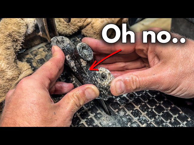 RARE fossils cut… Did I RUIN the best one?!