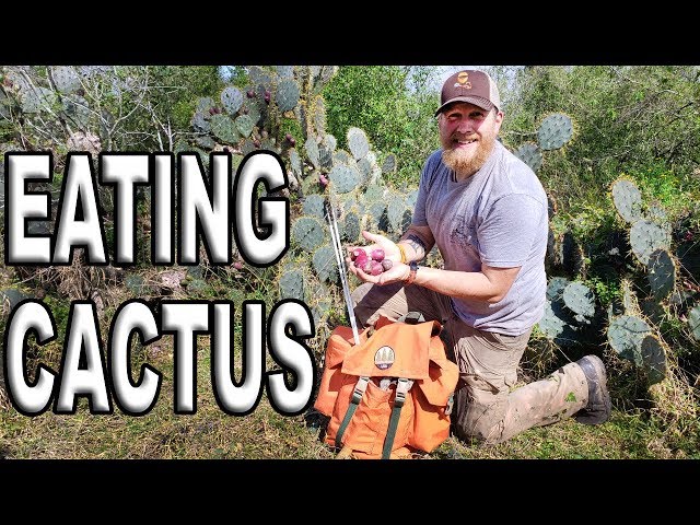 How To Eat A Cactus Fruit AKA Prickly Pear/ Day 3 Of 30 Day Survival Challenge  Texas