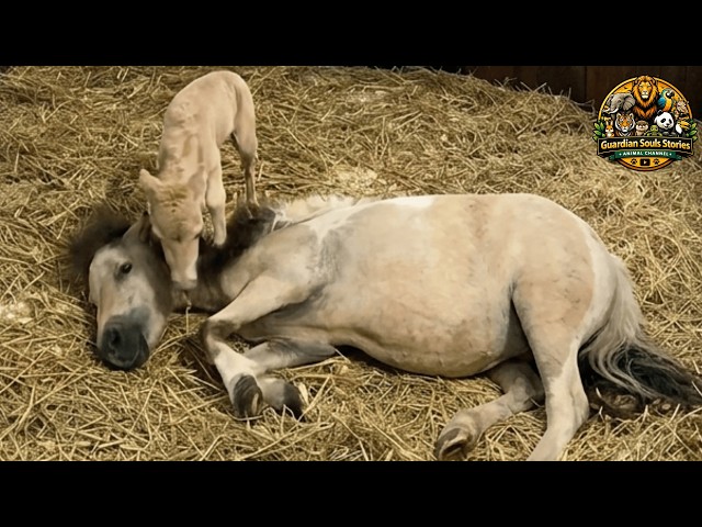 Mini Horse Finally Got To Keep Her Baby… And Everything Changed