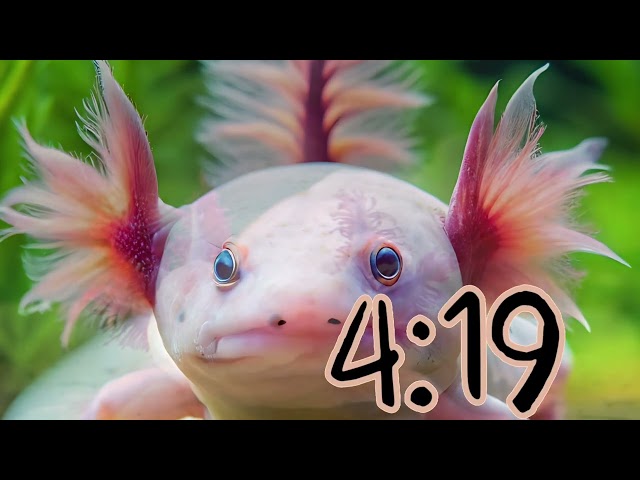 10 minute relaxing axolotl timer countdown for relaxation focus study stress relief