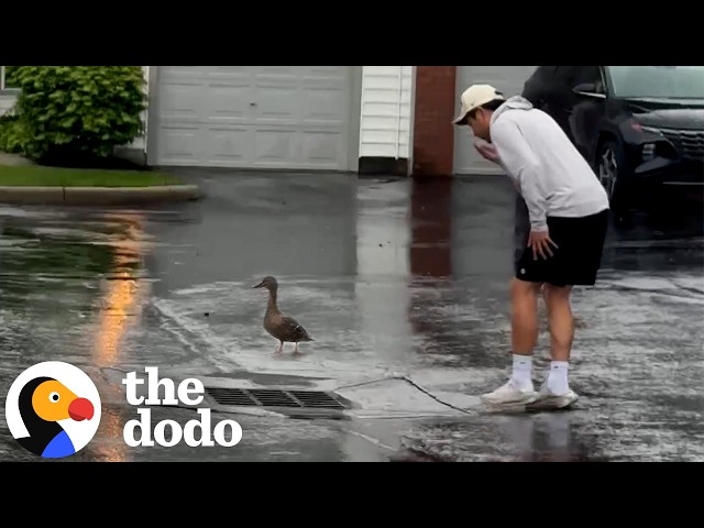 Mama Duck Leads Couple To Her Babies Trapped Underground | The Dodo