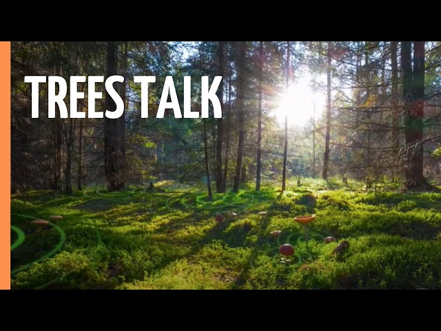 The Hidden Language of Trees: How Forests Secretly Communicate | Full Documentary