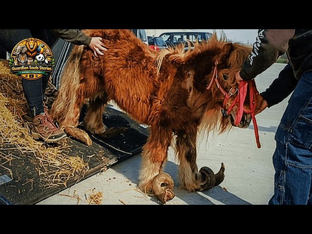 540° Hooves From Neglect… His First Step Will Leave You in Tears